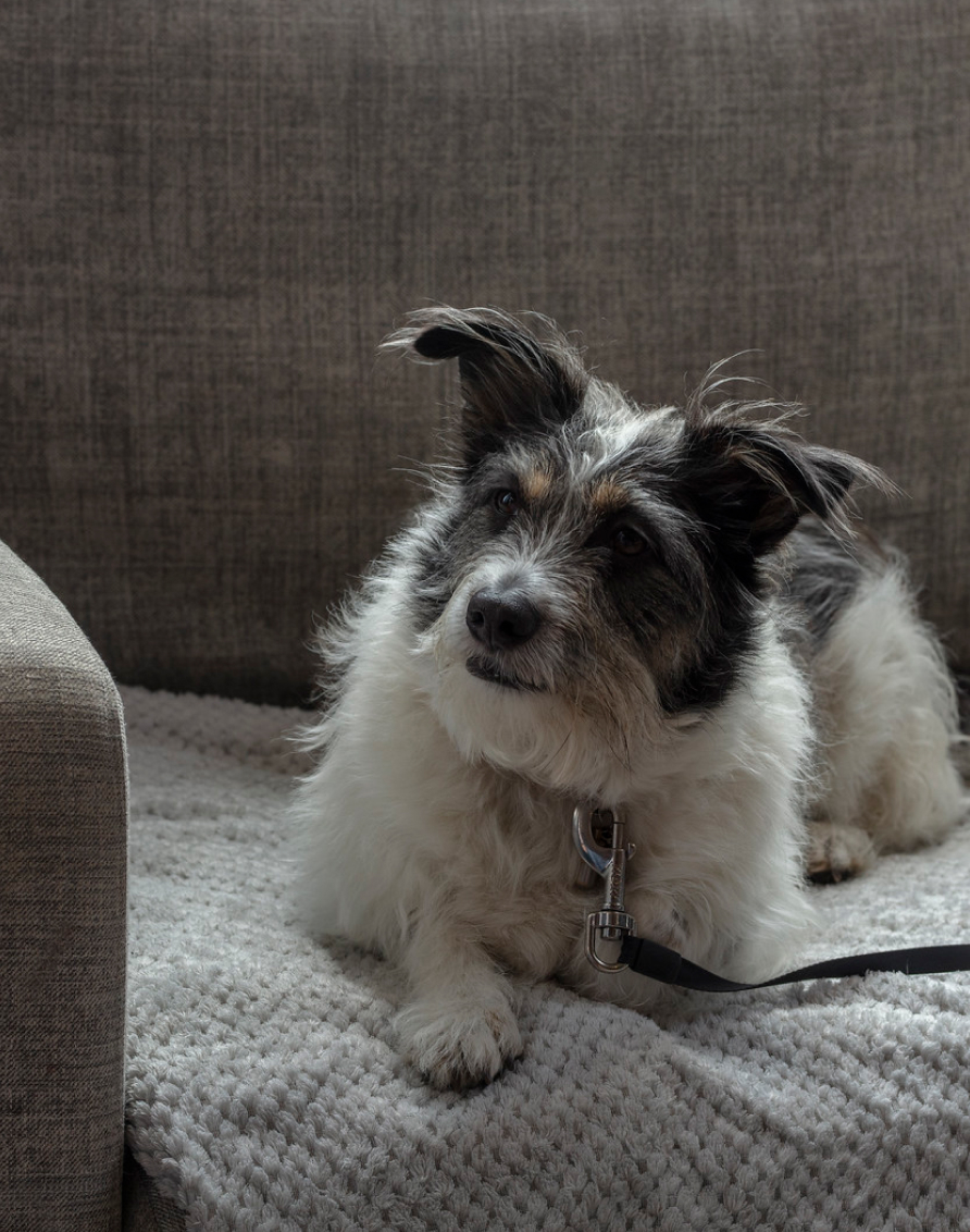 Oxford Dogfriendly Crosssell Desktop