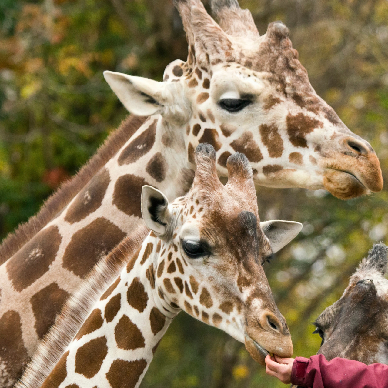 Cotswold Wildlife Park 5050