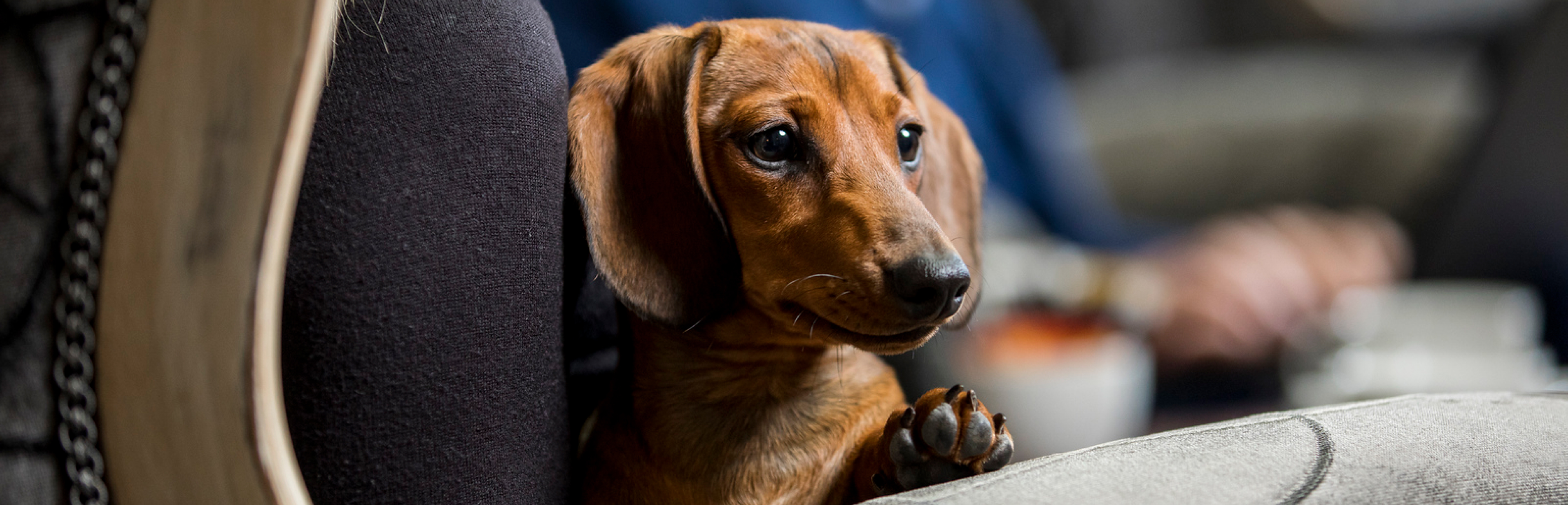 Oxford Dogfriendly Inner Desktop